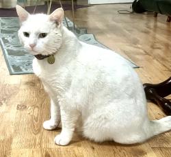 Reunited Male Cat last seen Near lebanon Gardens, Biggin Hill, Westerham TN16 3HA, Surrey, England TN16 2ER