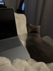 Reunited Female Cat last seen Centennial parkway mascotte florida, Mascotte, FL 34753