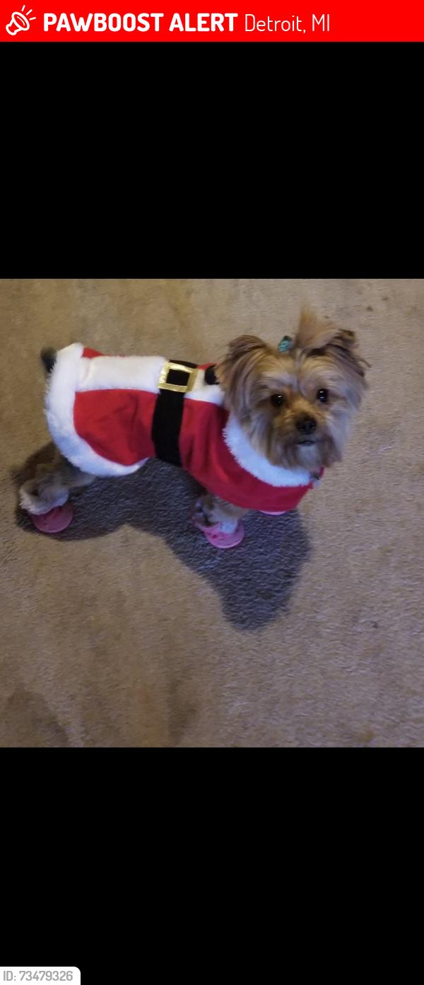 Lost Female Dog last seen Charlevoix and East Grand Blvd, Detroit, MI 48214