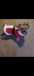 Lost Female Dog last seen Charlevoix and East Grand Blvd, Detroit, MI 48214