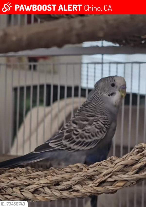 Lost Male Bird last seen Mountain & Riverside on Pablo St., Chino, CA 91710