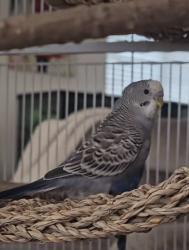 Lost Male Bird last seen Mountain & Riverside on Pablo St., Chino, CA 91710