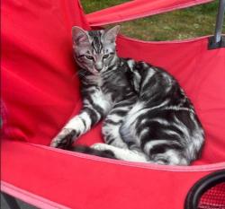 Lost Male Cat last seen Great Lane, Hackleton, NN7, Hackleton, England 