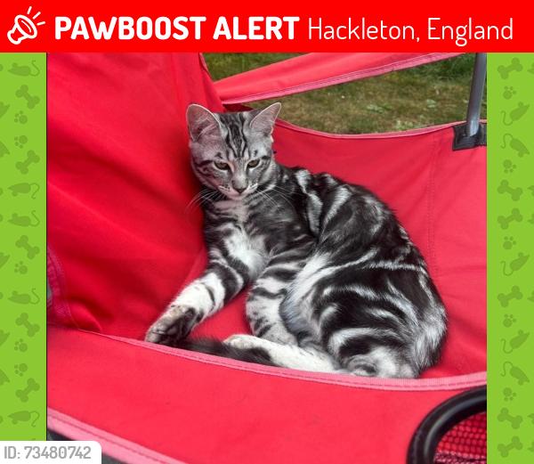 Lost Male Cat last seen Great Lane, Hackleton, NN7, Hackleton, England 
