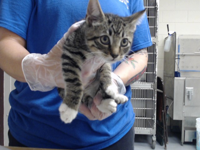 Shelter Stray Male Cat last seen Near BLOCK BAYWATER DR, FAYETTEVILLE NC 28304, 4704 Corporation Dr, Fayetteville, NC 28306, USA