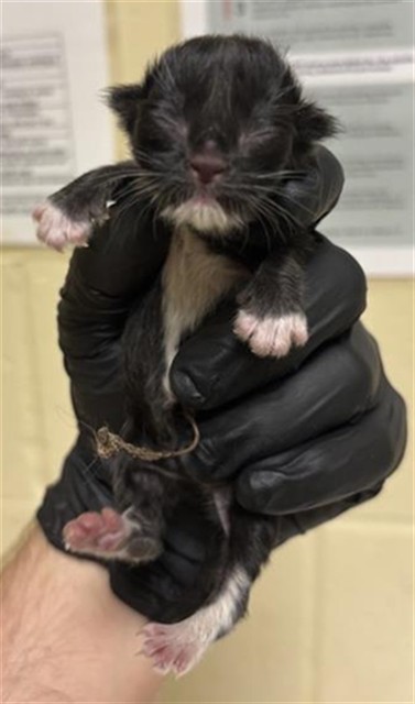 Shelter Stray Male Cat last seen MATHEWS WAY & 66TH AVE, 2127 Front St, Sacramento, CA 95818, USA