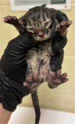 Shelter Stray Male Cat last seen MATHEWS WAY & 66TH AVE, 2127 Front St, Sacramento, CA 95818, USA