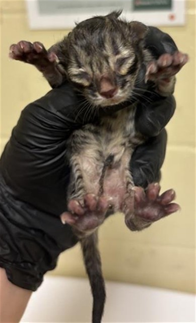 Shelter Stray Male Cat last seen MATHEWS WAY & 66TH AVE, 2127 Front St, Sacramento, CA 95818, USA