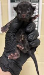 Shelter Stray Male Cat last seen MATHEWS WAY & 66TH AVE, 2127 Front St, Sacramento, CA 95818, USA