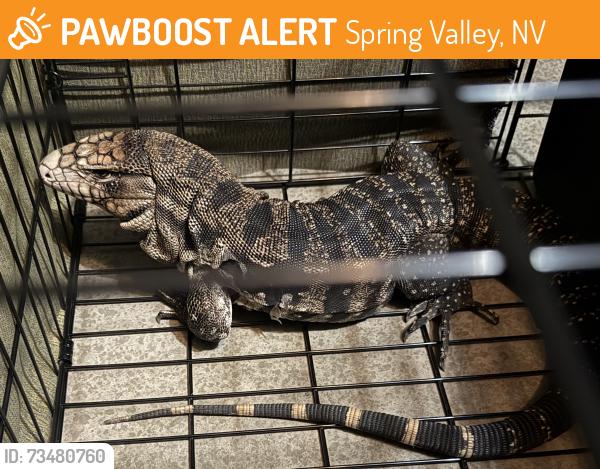 Found/Stray Male Reptile last seen Found in Rhodes ranch, Spring Valley, NV 89113