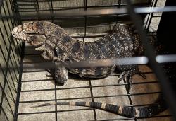 Found/Stray Male Reptile last seen Found in Rhodes ranch, Spring Valley, NV 89113