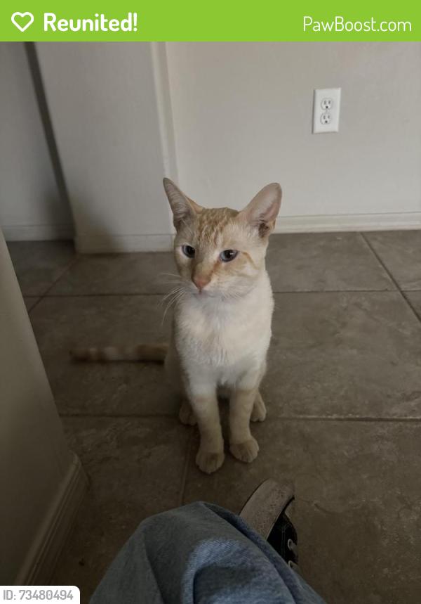 Reunited Male Cat last seen Near E 37th St, Yuma, AZ 85365