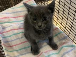 Shelter Stray Male Cat last seen S LAND PARK DR & FLORIN RD, 2127 Front St, Sacramento, CA 95818, USA