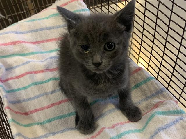 Shelter Stray Male Cat last seen S LAND PARK DR & FLORIN RD, 2127 Front St, Sacramento, CA 95818, USA