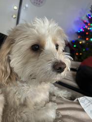 Lost Male Dog last seen Winnetka and Lanark, Los Angeles, CA 91306
