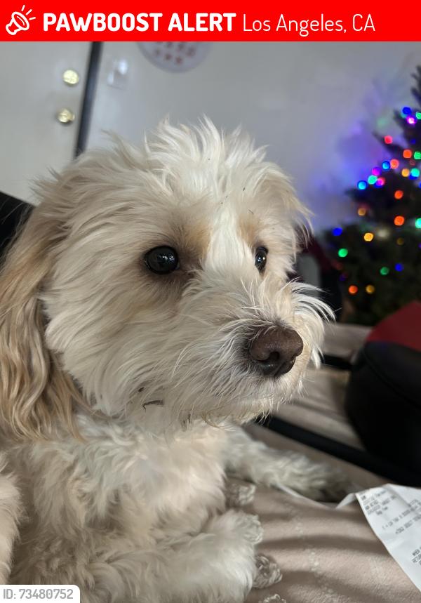 Lost Male Dog last seen Winnetka and Lanark, Los Angeles, CA 91306