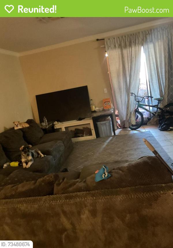 Reunited Male Dog last seen Soaring gulls, Las Vegas, NV 89128