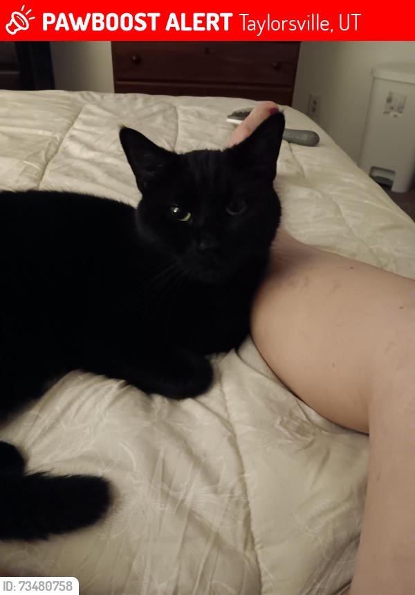 Lost Male Cat last seen Along Atherton road, Taylorsville, UT 84123