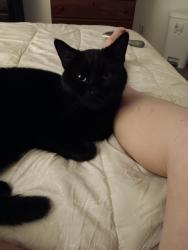 Lost Male Cat last seen Along Atherton road, Taylorsville, UT 84123