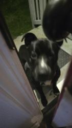Found/Stray Male Dog last seen Baker & Moriarty, Fort Walton Beach, FL 32548