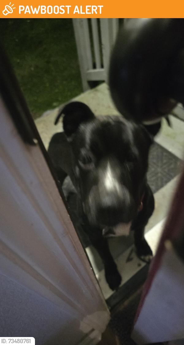 Found/Stray Male Dog last seen Baker & Moriarty, Fort Walton Beach, FL 32548