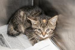 Shelter Stray Female Cat last seen CHARLOTTE, 8315 Byrum Dr, Charlotte, NC 28217, USA