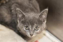 Shelter Stray Female Cat last seen CHARLOTTE, 8315 Byrum Dr, Charlotte, NC 28217, USA