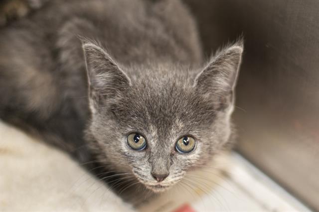 Shelter Stray Female Cat last seen CHARLOTTE, 8315 Byrum Dr, Charlotte, NC 28217, USA