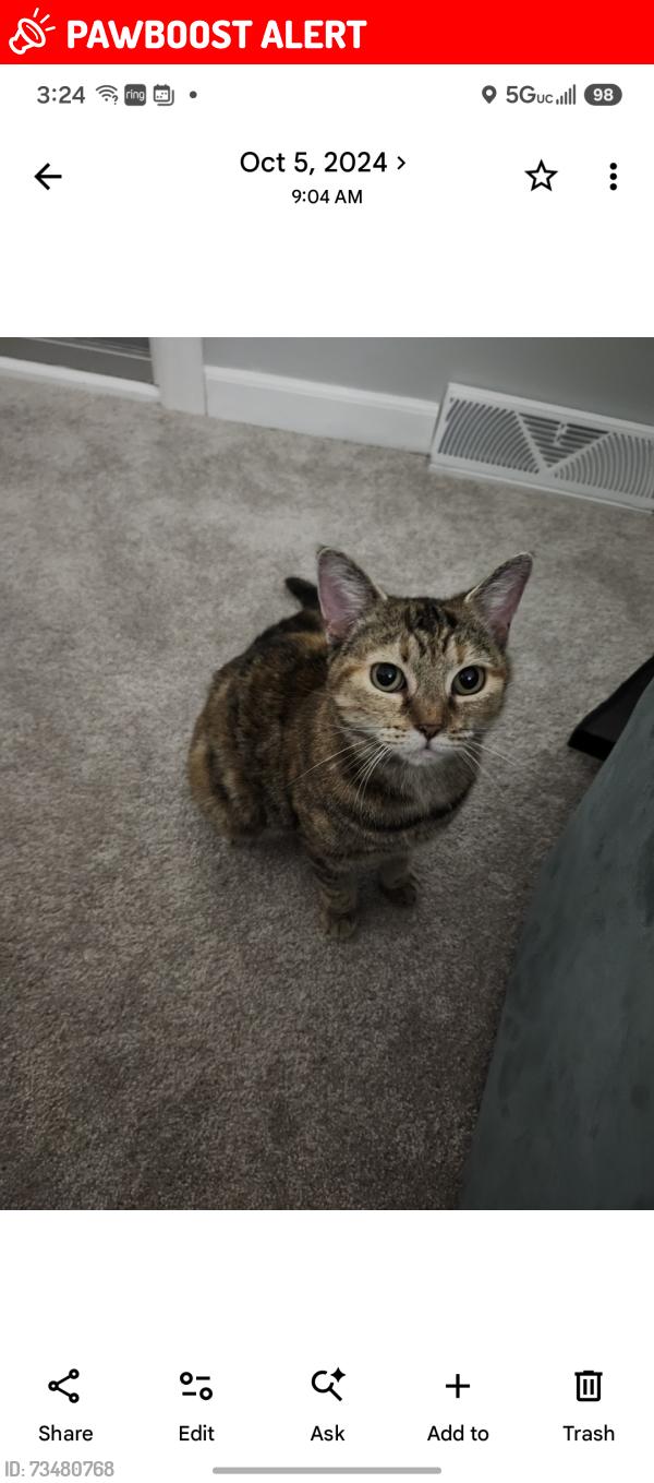 Lost Female Cat last seen Between Payne Ave and Bryant St., North Tonawanda, NY 14120