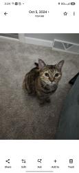 Lost Female Cat last seen Between Payne Ave and Bryant St., North Tonawanda, NY 14120