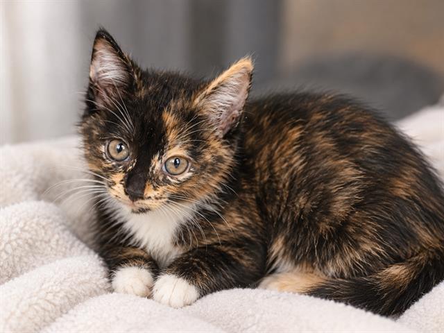 Shelter Stray Female Cat last seen CHARLOTTE, 8315 Byrum Dr, Charlotte, NC 28217, USA