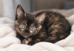 Shelter Stray Female Cat last seen CHARLOTTE, 8315 Byrum Dr, Charlotte, NC 28217, USA