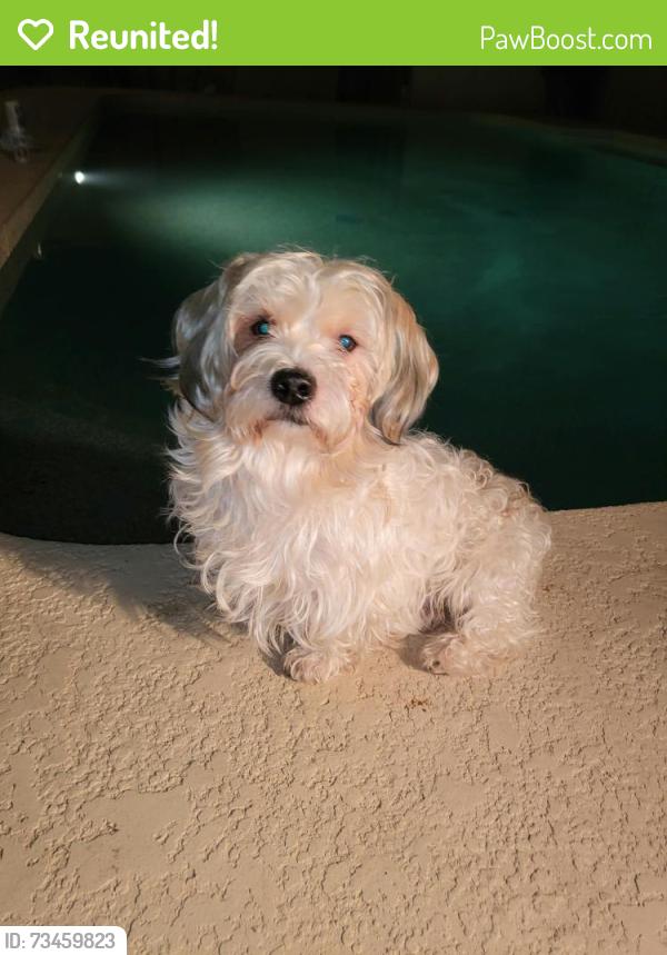 Reunited Male Dog last seen Indian school and 107 ave, Phoenix, AZ 85037