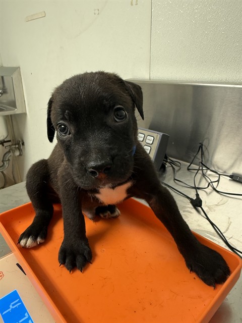 Shelter Stray Male Dog last seen Near BLOCK WARREN AVE, BAKERSFIELD CA 93308, 3951 Fruitvale Ave, Bakersfield, CA 93308, USA