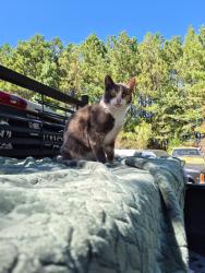 Lost Female Cat last seen Prosperity Cemetery, Prosperity, SC 29127