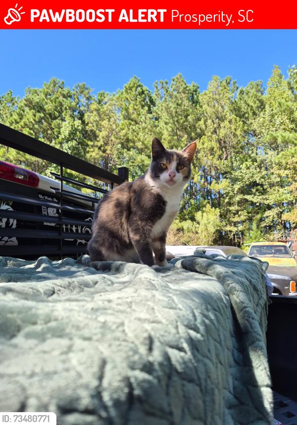 Lost Female Cat last seen Prosperity Cemetery, Prosperity, SC 29127