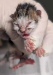 Shelter Stray Male Cat last seen Near BLOCK LEXINGTON DR., 2020 Forest St, Jacksonville, FL 32204, USA
