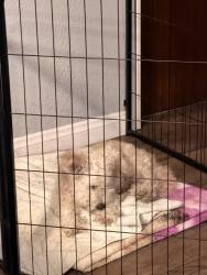 Reunited Male Dog last seen Near Hemphill St, La Puente, CA 91744, USA, La Puente, CA 91744