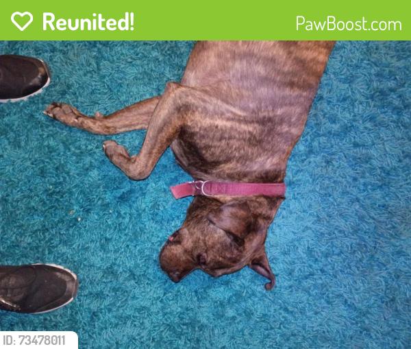 Reunited Female Dog last seen Between Southern & Broadway off Hawes, Mesa, AZ 85208
