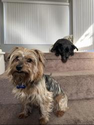 Lost Male Dog last seen Torrance Ave, Lansing, IL 60438