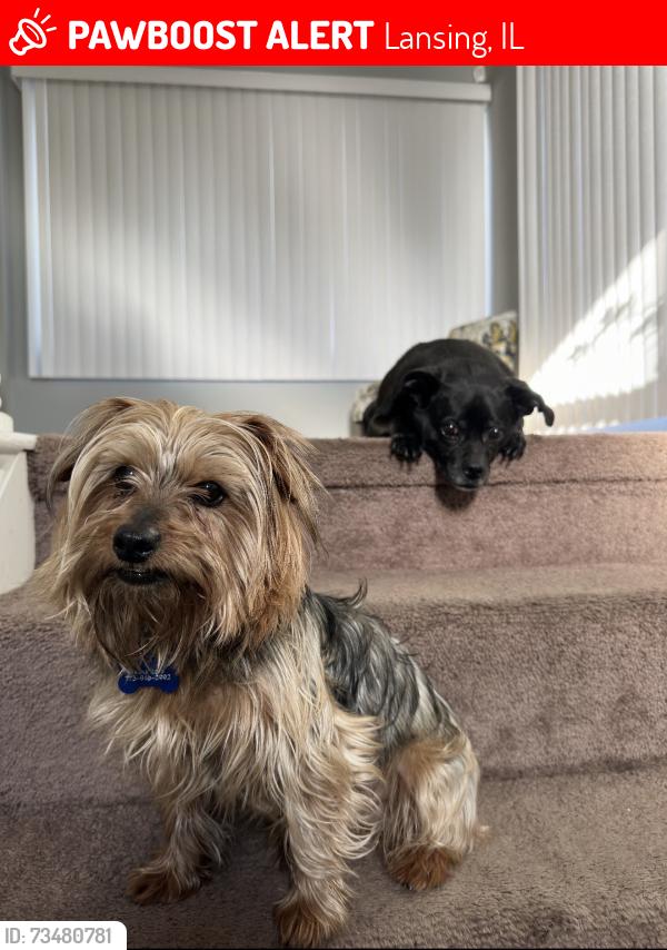 Lost Male Dog last seen Torrance Ave, Lansing, IL 60438