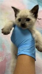Shelter Stray Male Cat last seen ELK RIDGE WY / ELK CREEK CT, 9150 Union Park Way, Elk Grove, CA 95624, USA