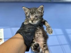 Shelter Stray Male Cat last seen Near BLOCK BELLE ST, 333 Chandler Pl, San Bernardino, CA 92408, USA
