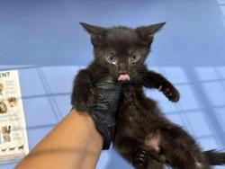 Shelter Stray Male Cat last seen Near BLOCK BELLE ST, 333 Chandler Pl, San Bernardino, CA 92408, USA