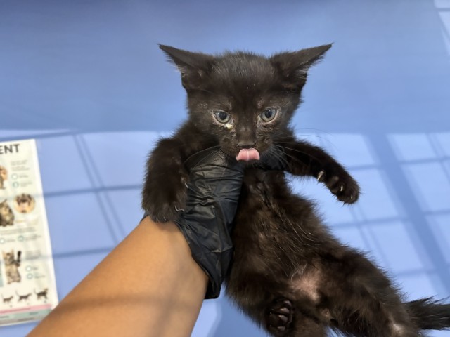 Shelter Stray Male Cat last seen Near BLOCK BELLE ST, 333 Chandler Pl, San Bernardino, CA 92408, USA