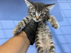 Shelter Stray Female Cat last seen Near BLOCK BELLE ST, 333 Chandler Pl, San Bernardino, CA 92408, USA