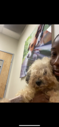 Reunited Male Dog last seen Fullerton pooch park, Fullerton, CA 92833