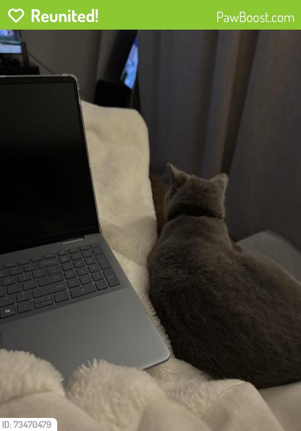 Reunited Female Cat last seen Centennial parkway mascotte florida, Mascotte, FL 34753