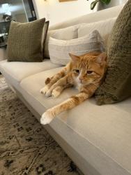 Lost Male Cat last seen Alston Road and Cima Linda Lane, Santa Barbara, CA 93108