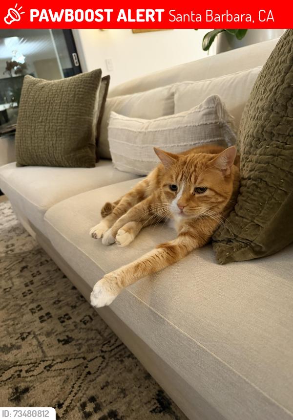 Lost Male Cat last seen Alston Road and Cima Linda Lane, Santa Barbara, CA 93108